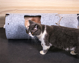 貓隧道：彈性好，抗壓能力強(qiáng)，高溫環(huán)境下環(huán)保無異味