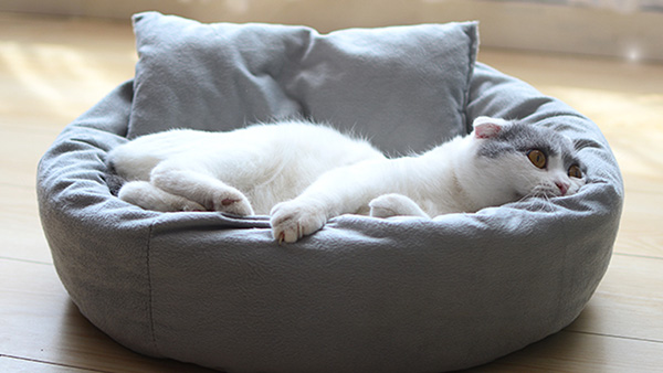 應(yīng)用于寵物窩的硬質(zhì)棉哪家好